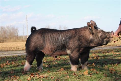 Our herd consists of 60 show <b>pig</b> sows. . Berkshire pigs for sale nebraska